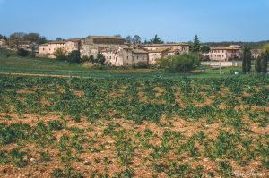 Abbadia a Isola - Siena