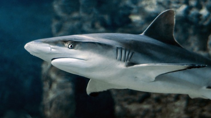 Incontro con gli squali in Italia: dove avvistarli e ammirarli
