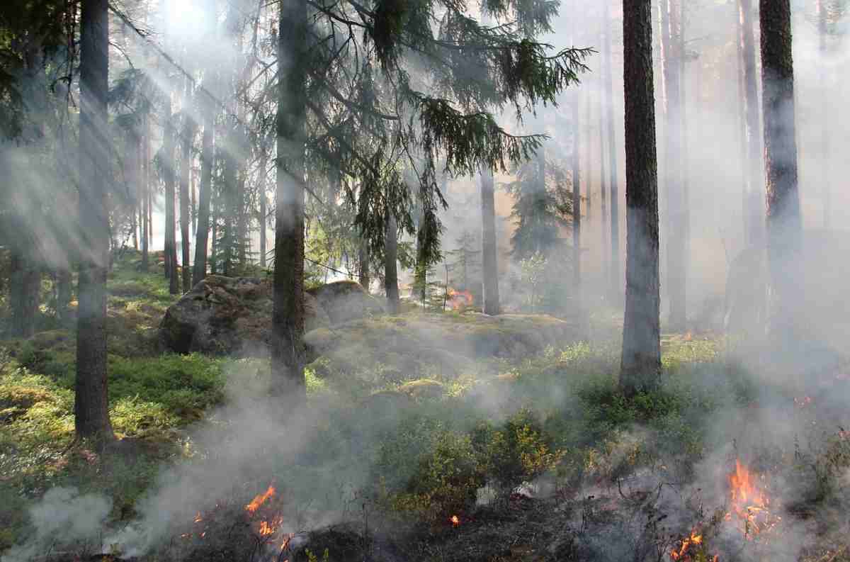 Cosa fare in caso di incendio bosco