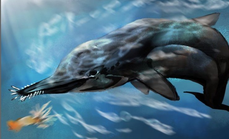 Nihohae Matakoi: la specie di delfino 