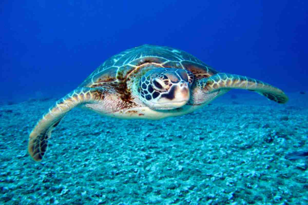 Tartarughe marina Italia