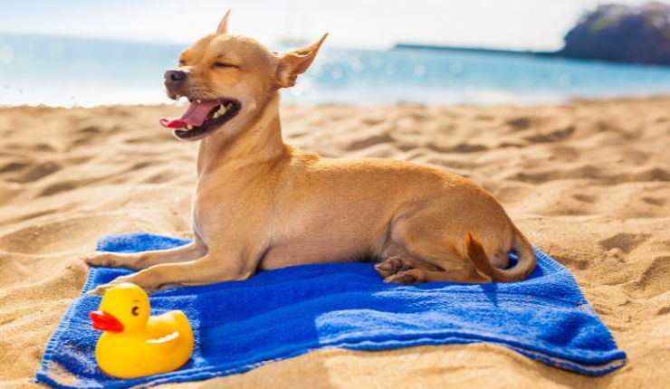 vacanza quattro zampe