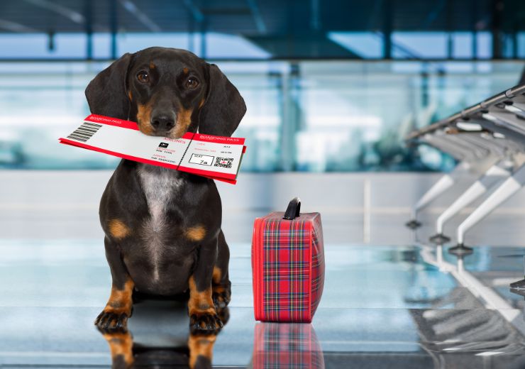 Cane, tutte le regole viaggiare aereo 