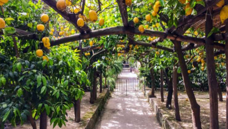 limoneto