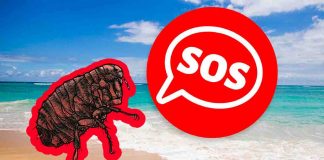 pulci di mare allarme spiagge