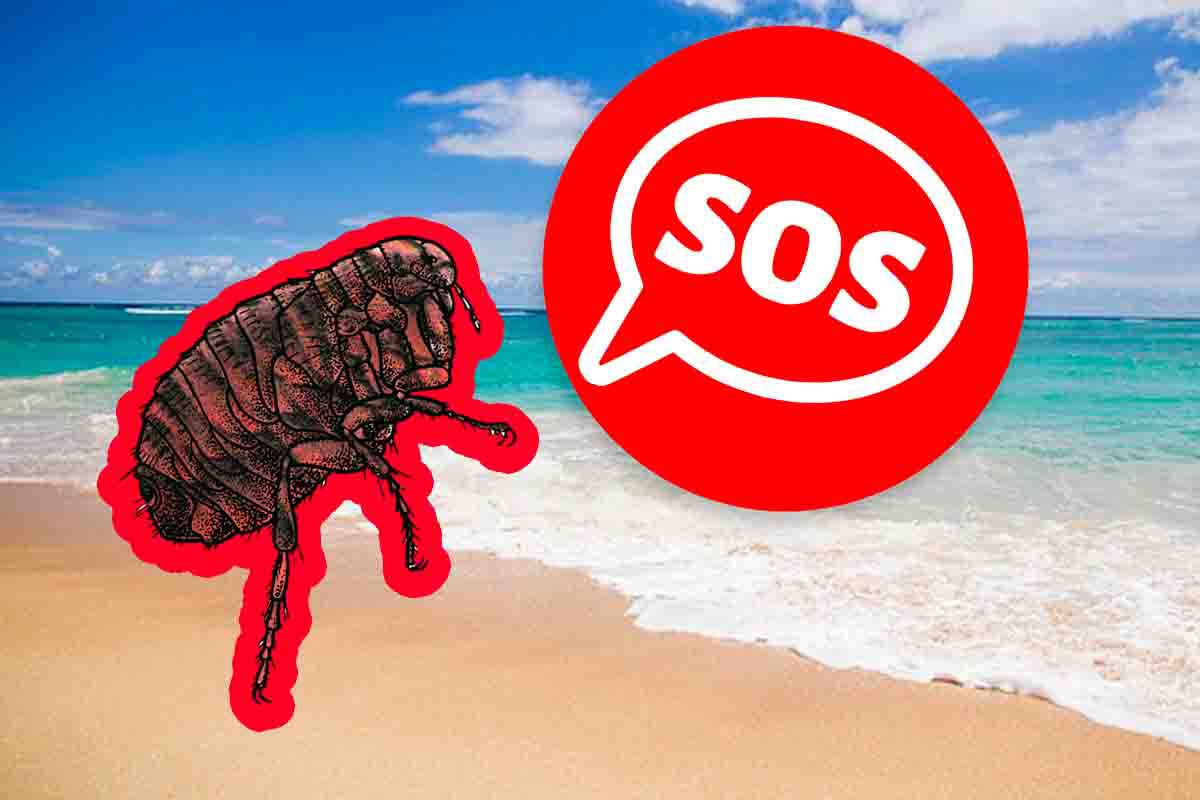 pulci di mare allarme spiagge