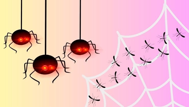 ragni vs zanzare
