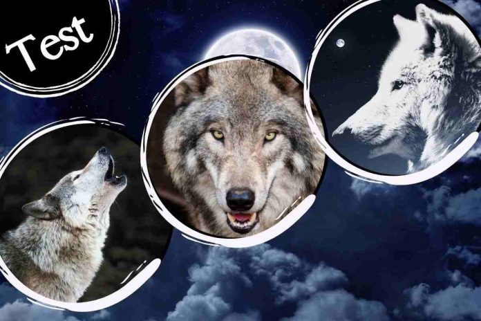test della personalità lupi