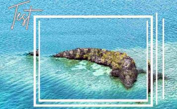 Test isola o coccodrillo
