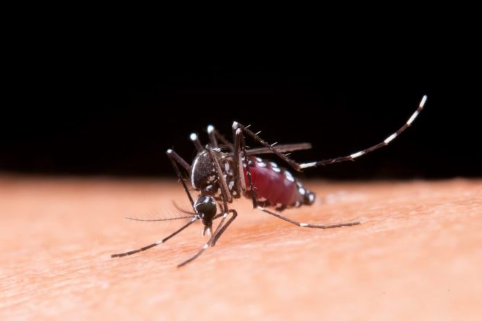 rimedio fai da te contro le zanzare