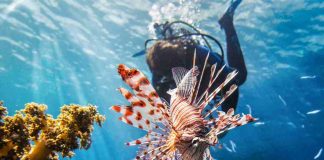 Le località dove è stato incontrato il pesce scorpione