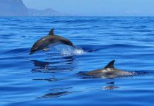 Delfini e meraviglie naturali, le mete da scegliere per una vacanza indimenticabile