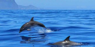 Delfini e meraviglie naturali, le mete da scegliere per una vacanza indimenticabile