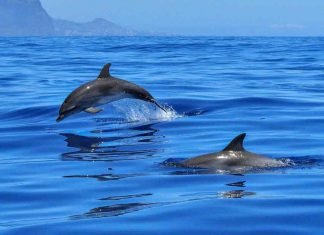 Delfini e meraviglie naturali, le mete da scegliere per una vacanza indimenticabile
