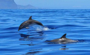 Delfini e meraviglie naturali, le mete da scegliere per una vacanza indimenticabile