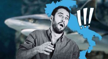 Squali in Italia, aumentano gli avvistamenti: il motivo e come comportarsi